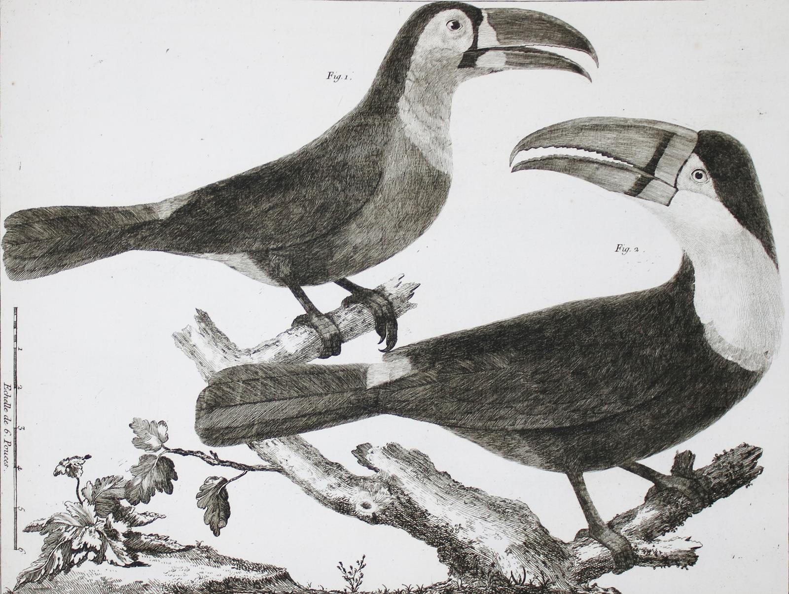 Brisson,(M.J.). | Bild Nr.9