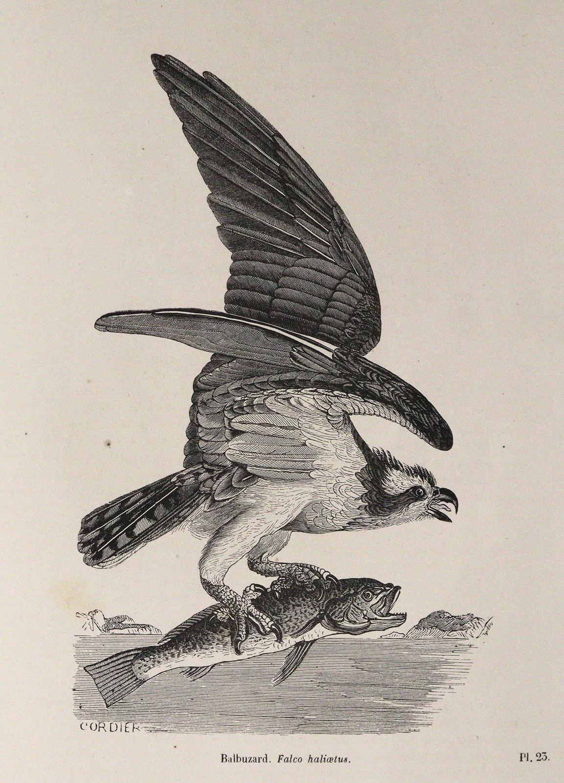 Chenu,J.C. | Bild Nr.4