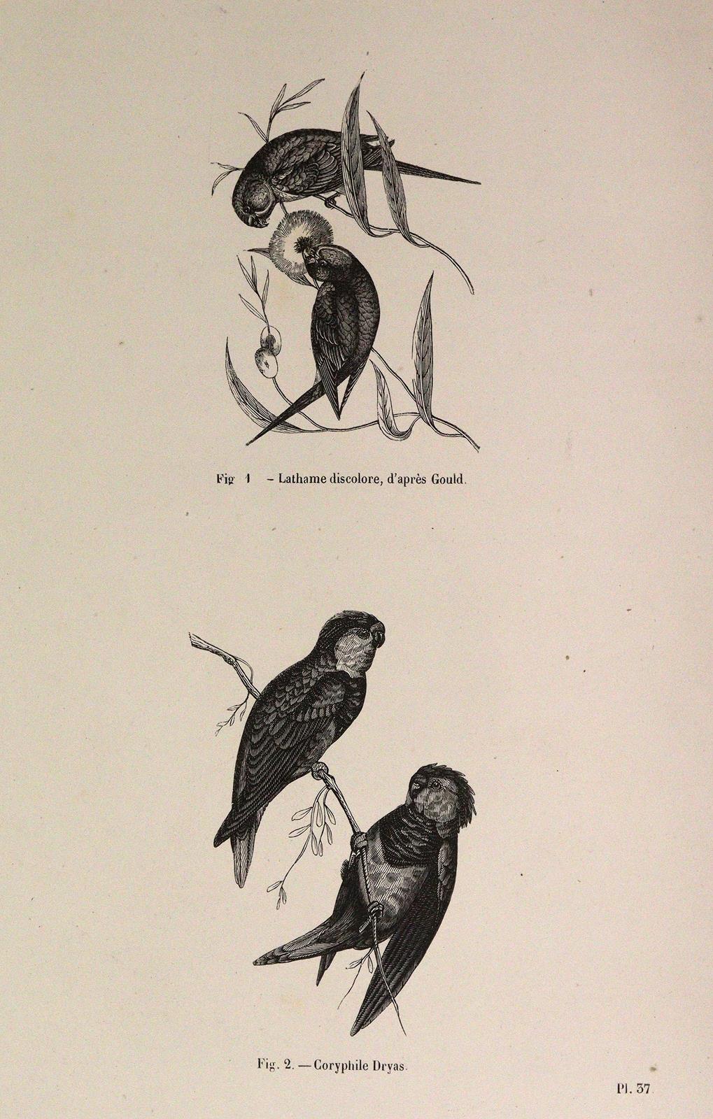 Chenu,J.C. | Bild Nr.5