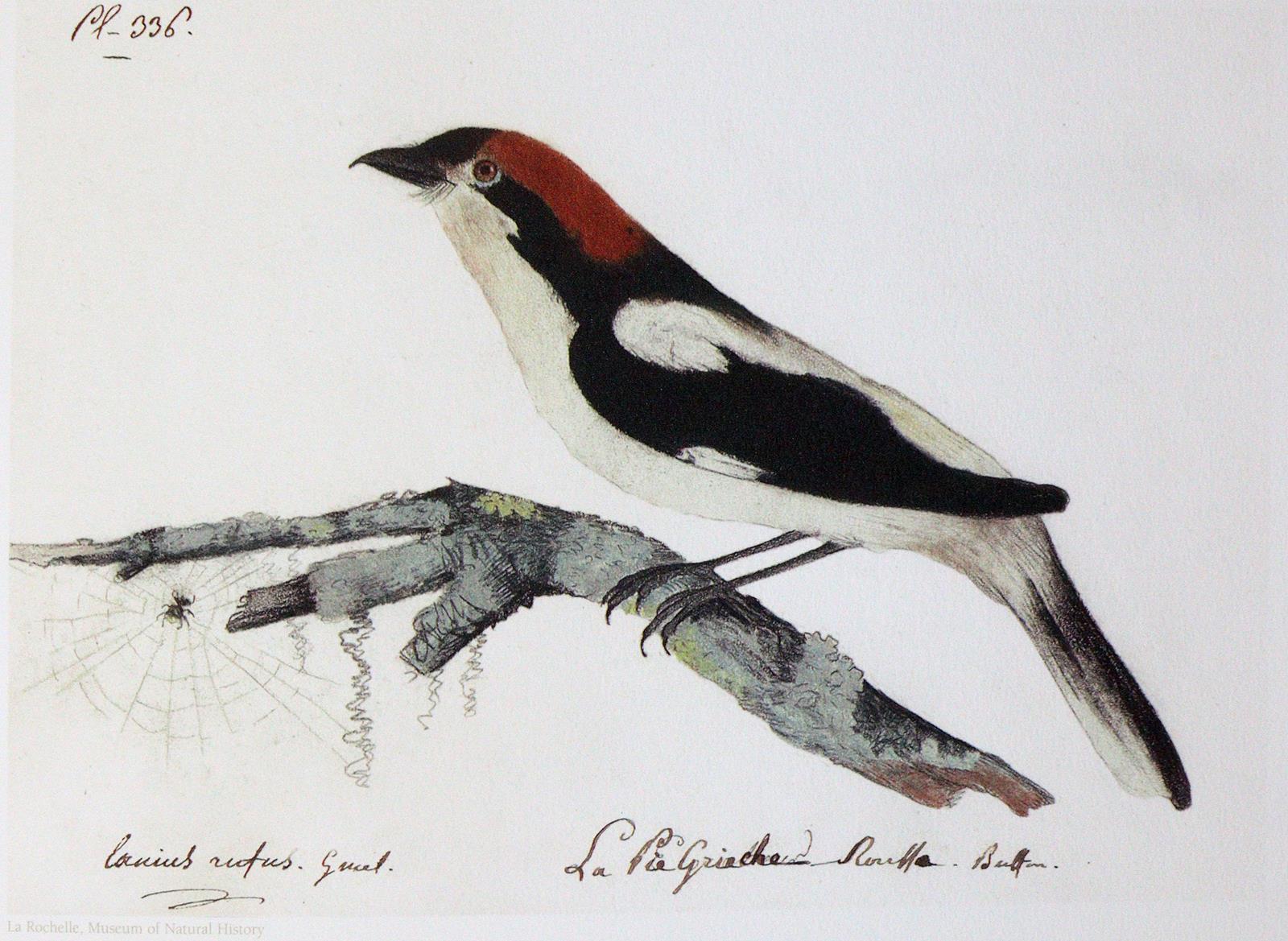 Audubon,J.J. | Bild Nr.2