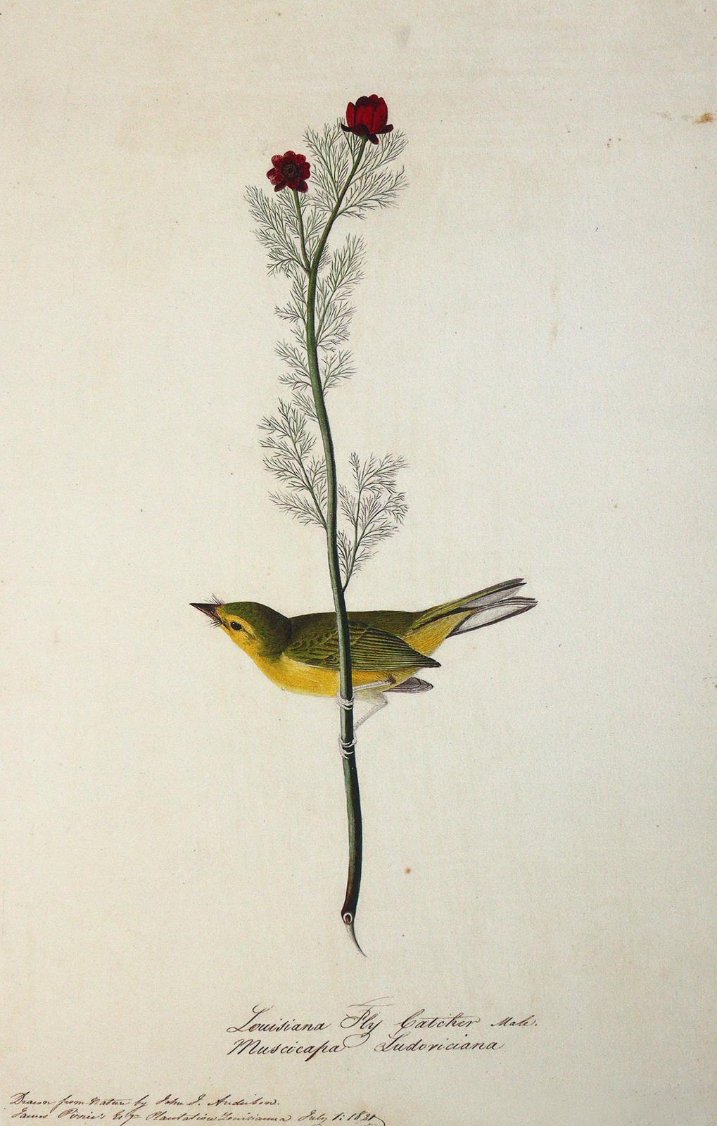 Audubon,J.J. | Bild Nr.4