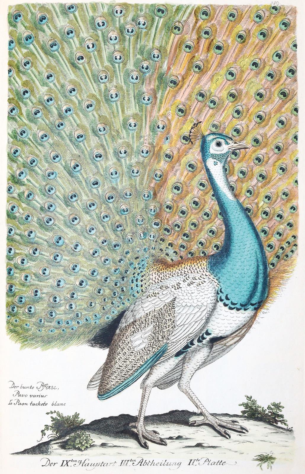 Frisch,J.L. | Bild Nr.1