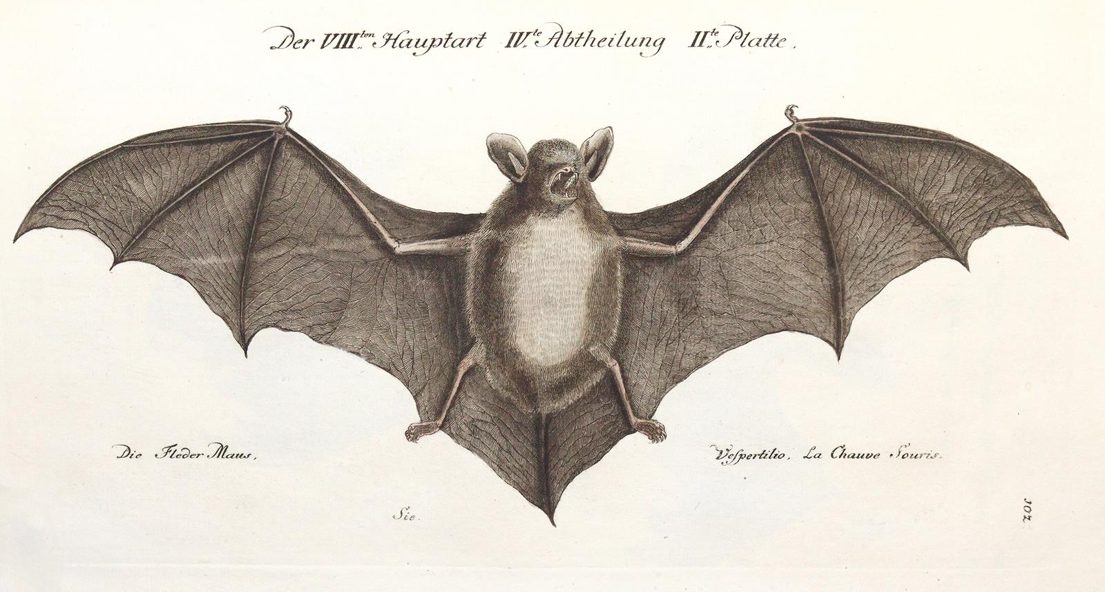 Frisch,J.L. | Bild Nr.3