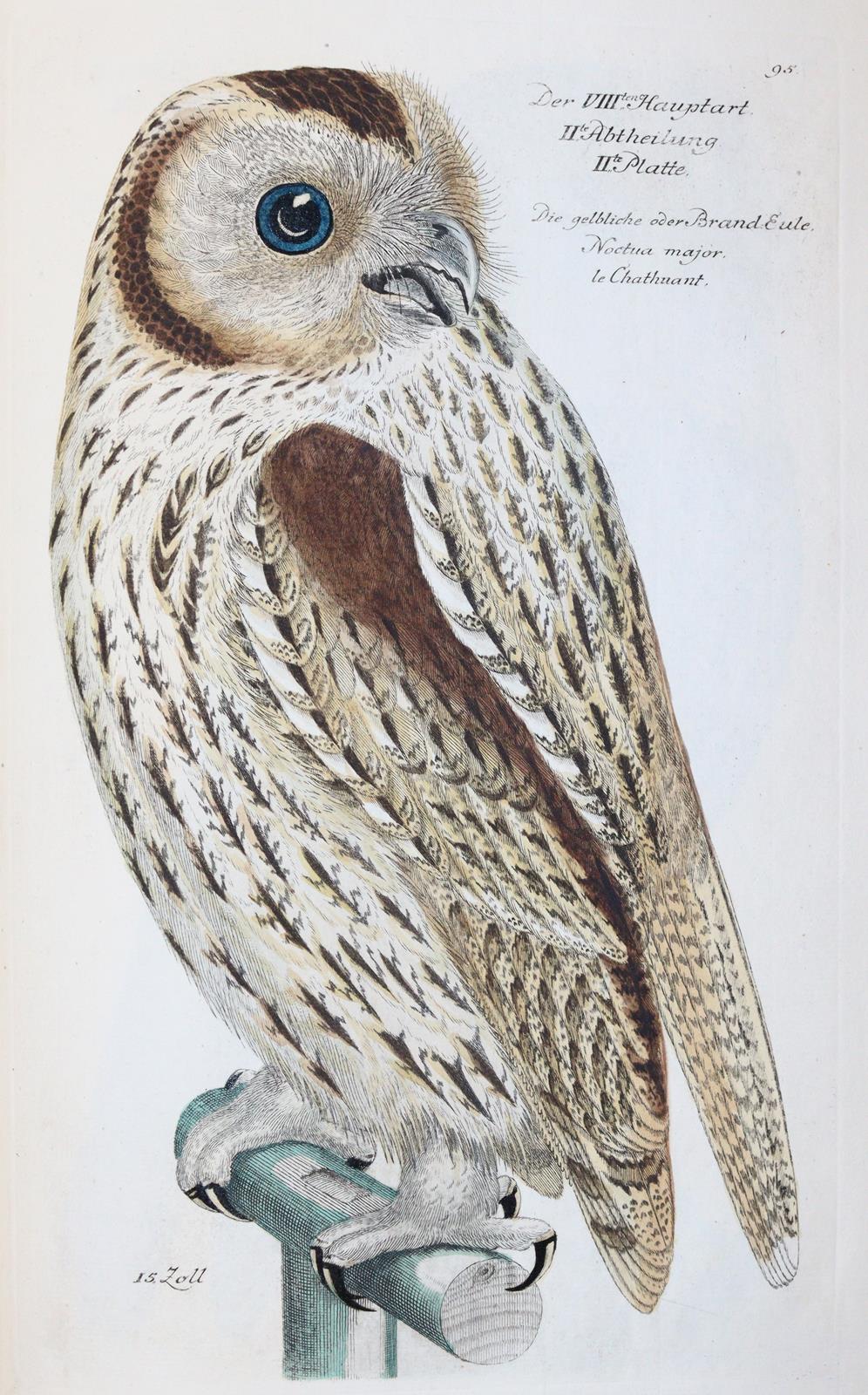 Frisch,J.L. | Bild Nr.5