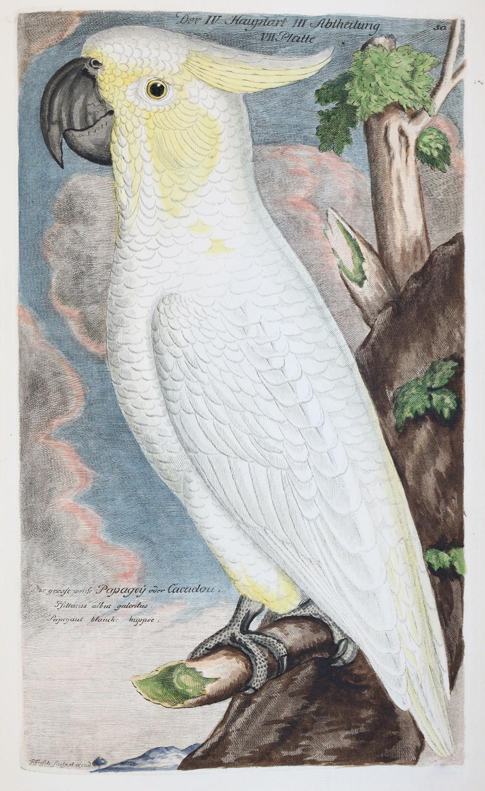 Frisch,J.L. | Bild Nr.12