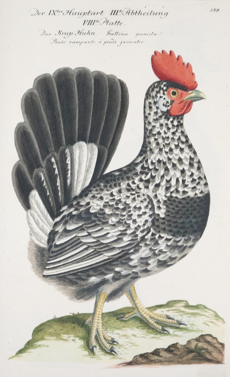 Frisch,J.L. | Bild Nr.13