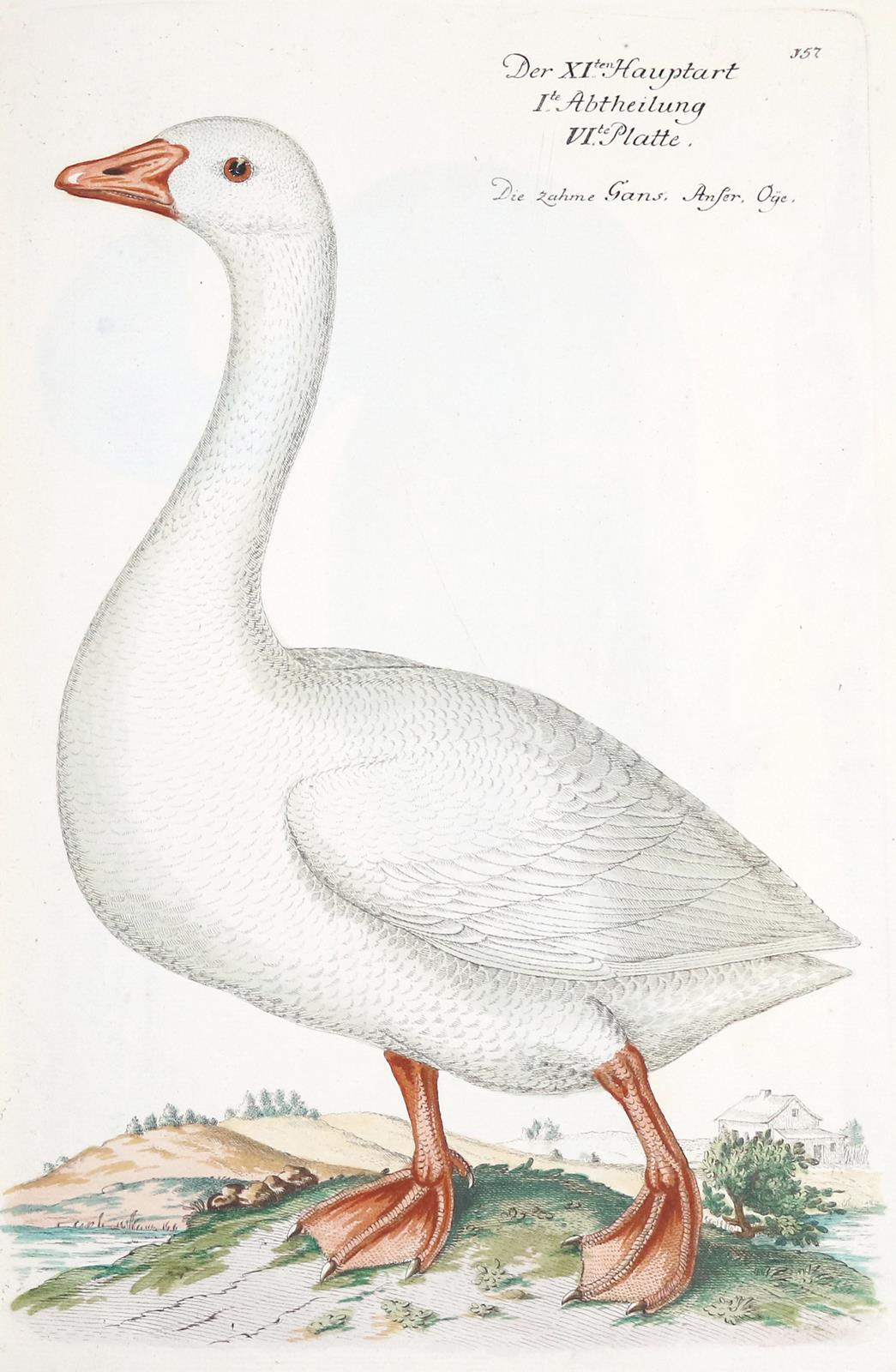 Frisch,J.L. | Bild Nr.17