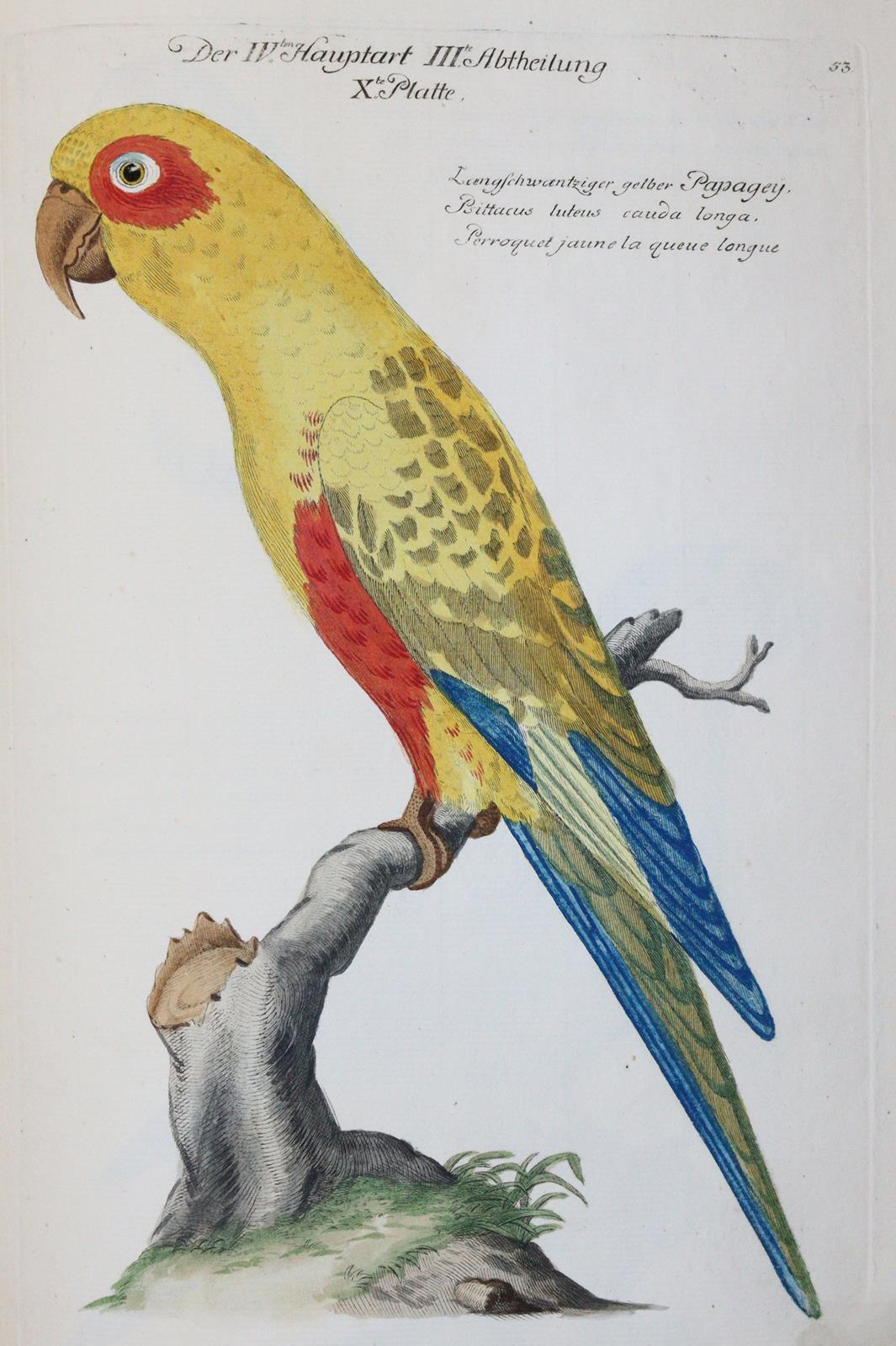 Frisch,J.L. | Bild Nr.19