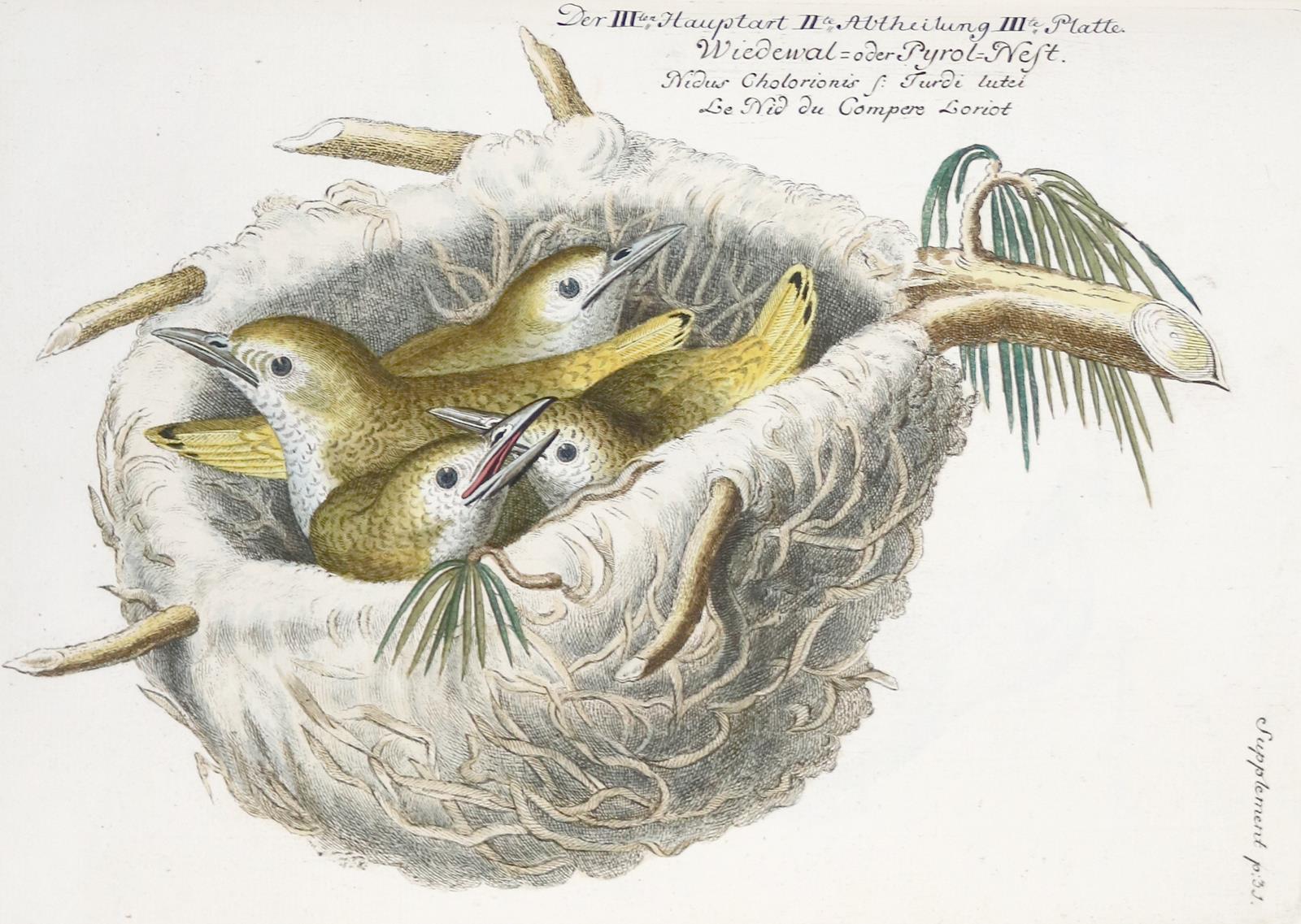 Frisch,J.L. | Bild Nr.22