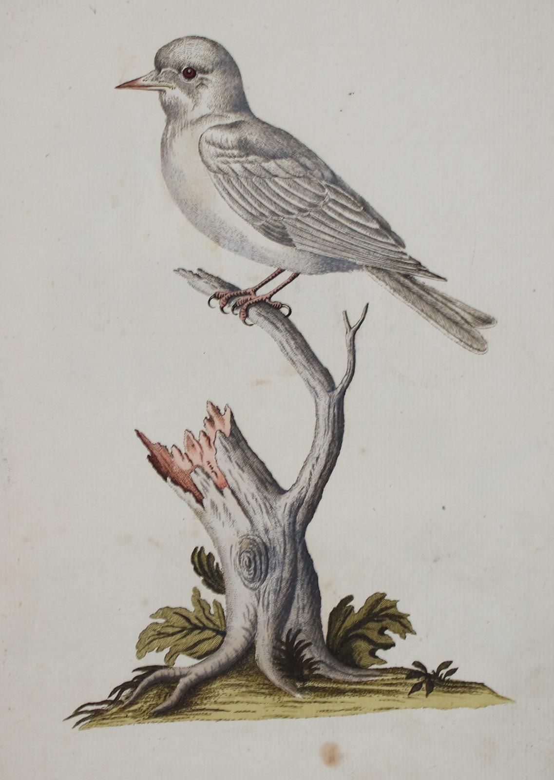 Jacquin,J.F.v. | Bild Nr.3