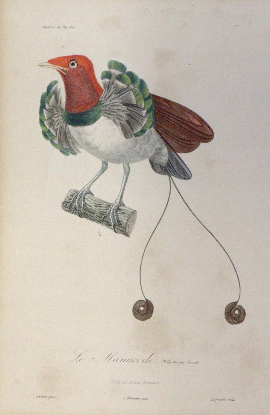 Lesson,R.P. | Bild Nr.3