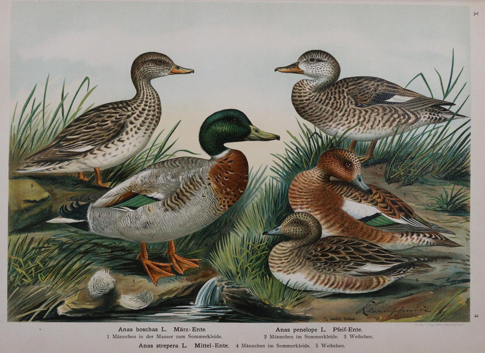 Naumann,(J.A.). | Bild Nr.2