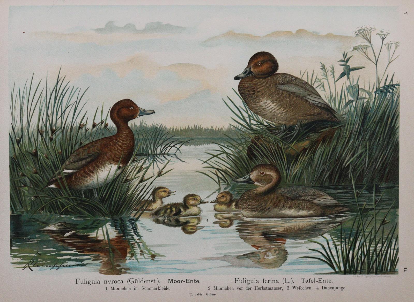 Naumann,(J.A.). | Bild Nr.4