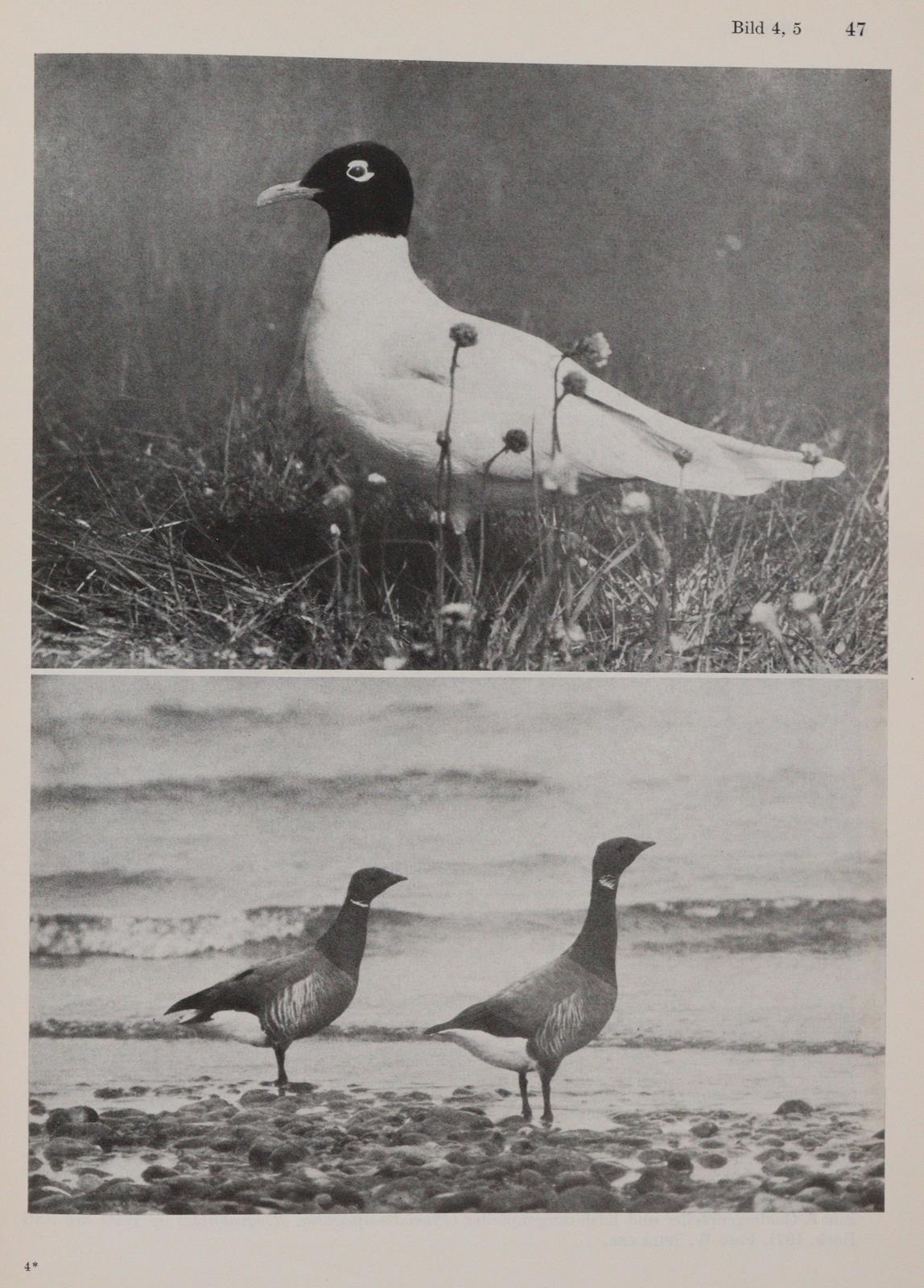 Ornithologie. | Bild Nr.1