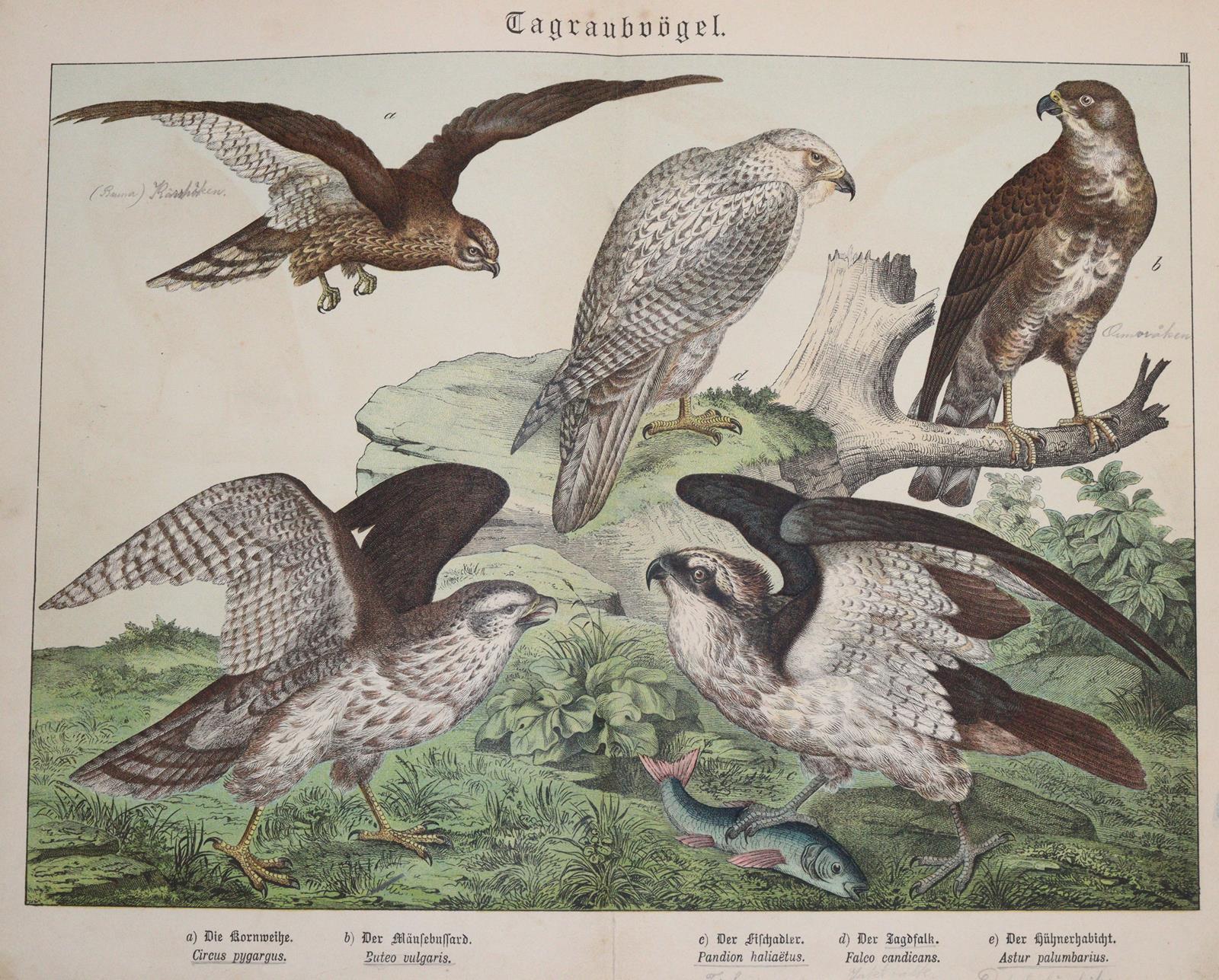 Ornithologie. | Bild Nr.1