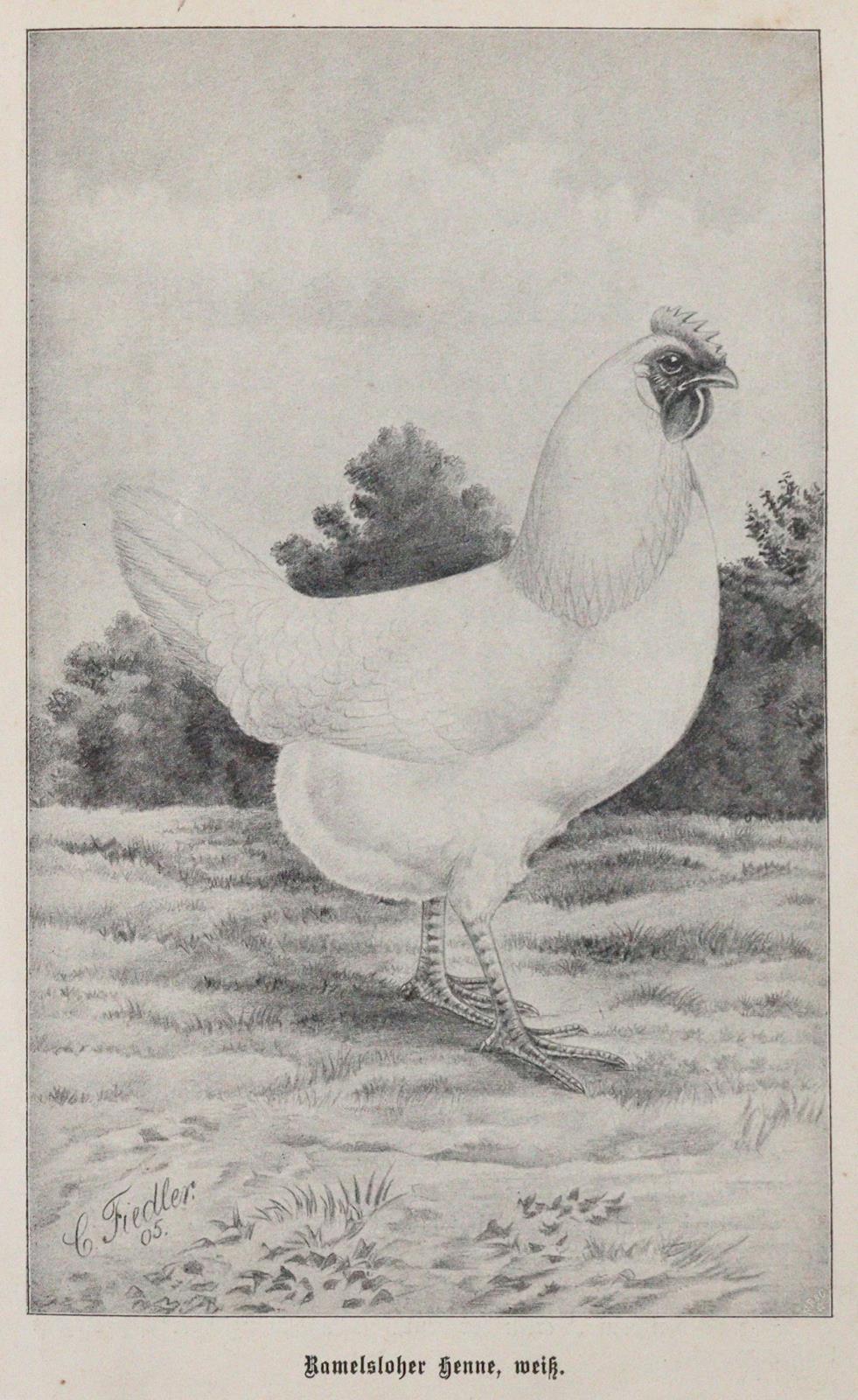 Baldamus,A.C.E. | Bild Nr.3