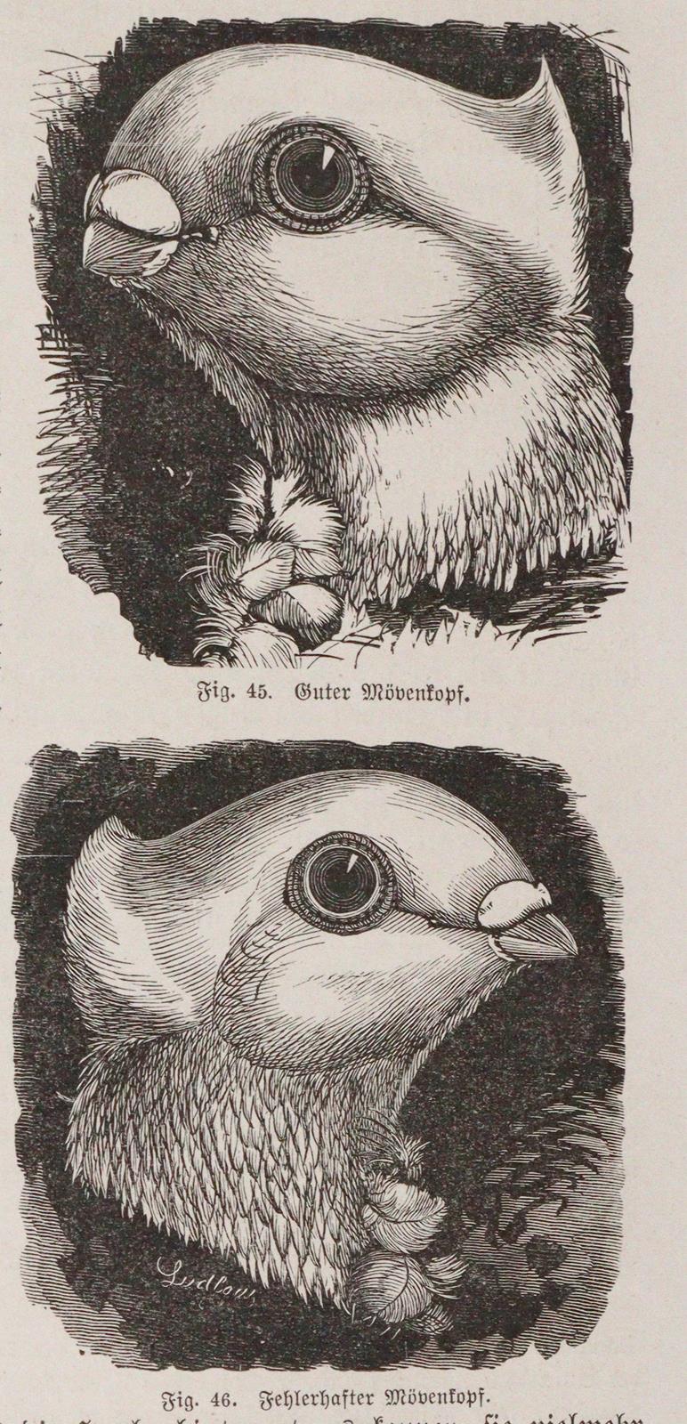 Baldamus,A.C.E. | Bild Nr.4