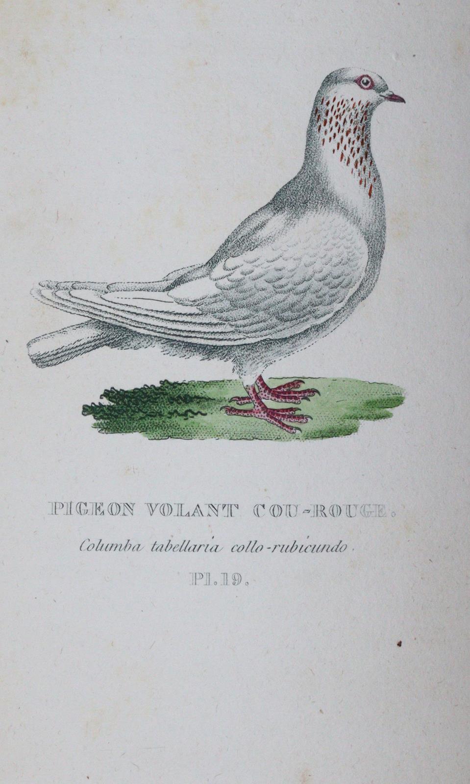 Boitard,(P.) u. M.Corbier. | Bild Nr.3