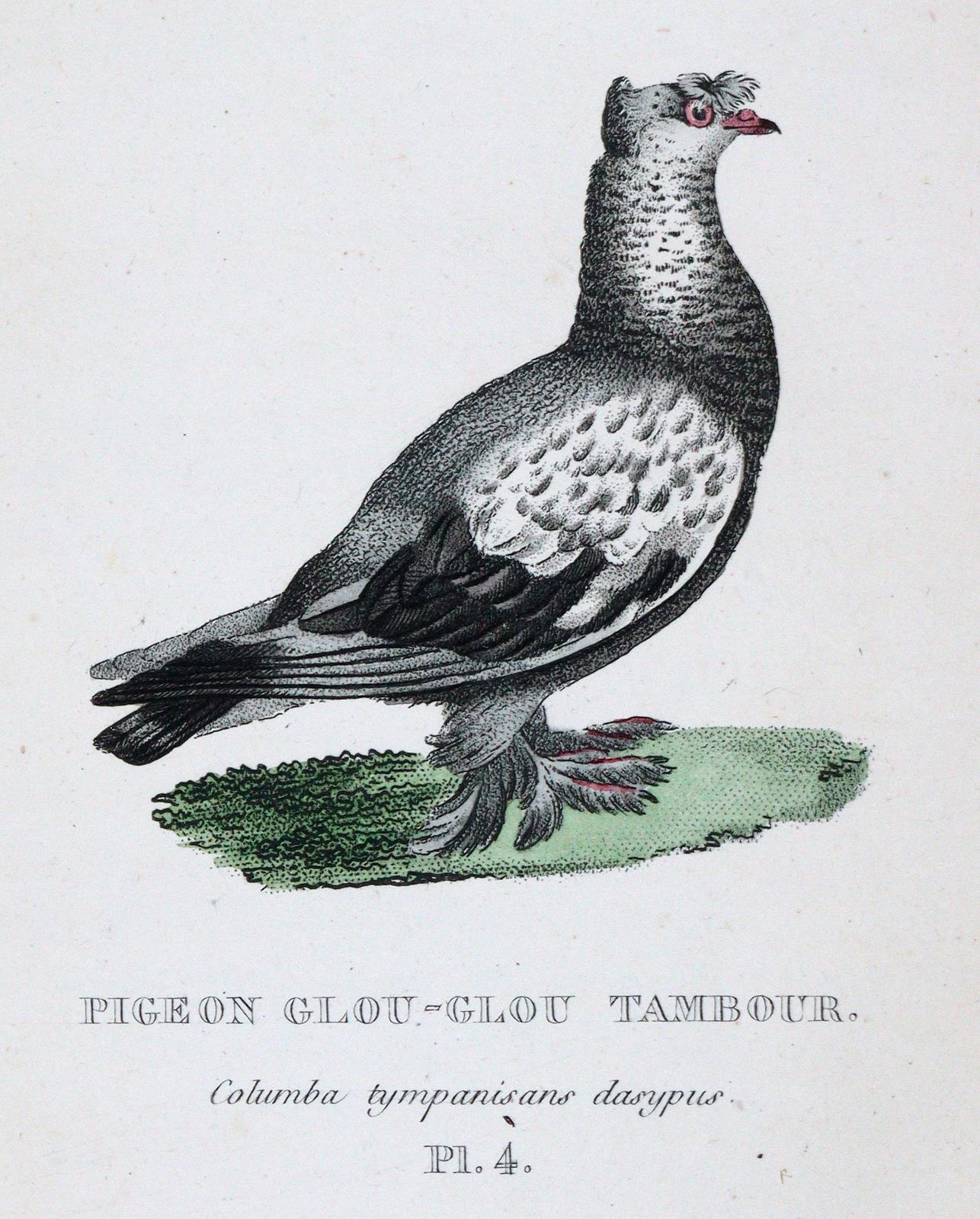 Boitard,(P.) u. M.Corbier. | Bild Nr.3