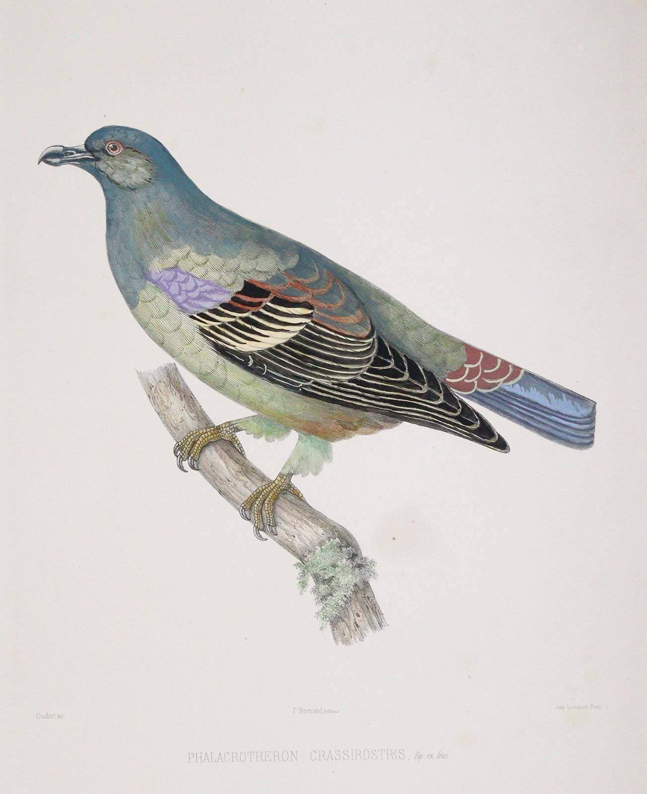 Bonaparte,C.-L. | Bild Nr.1