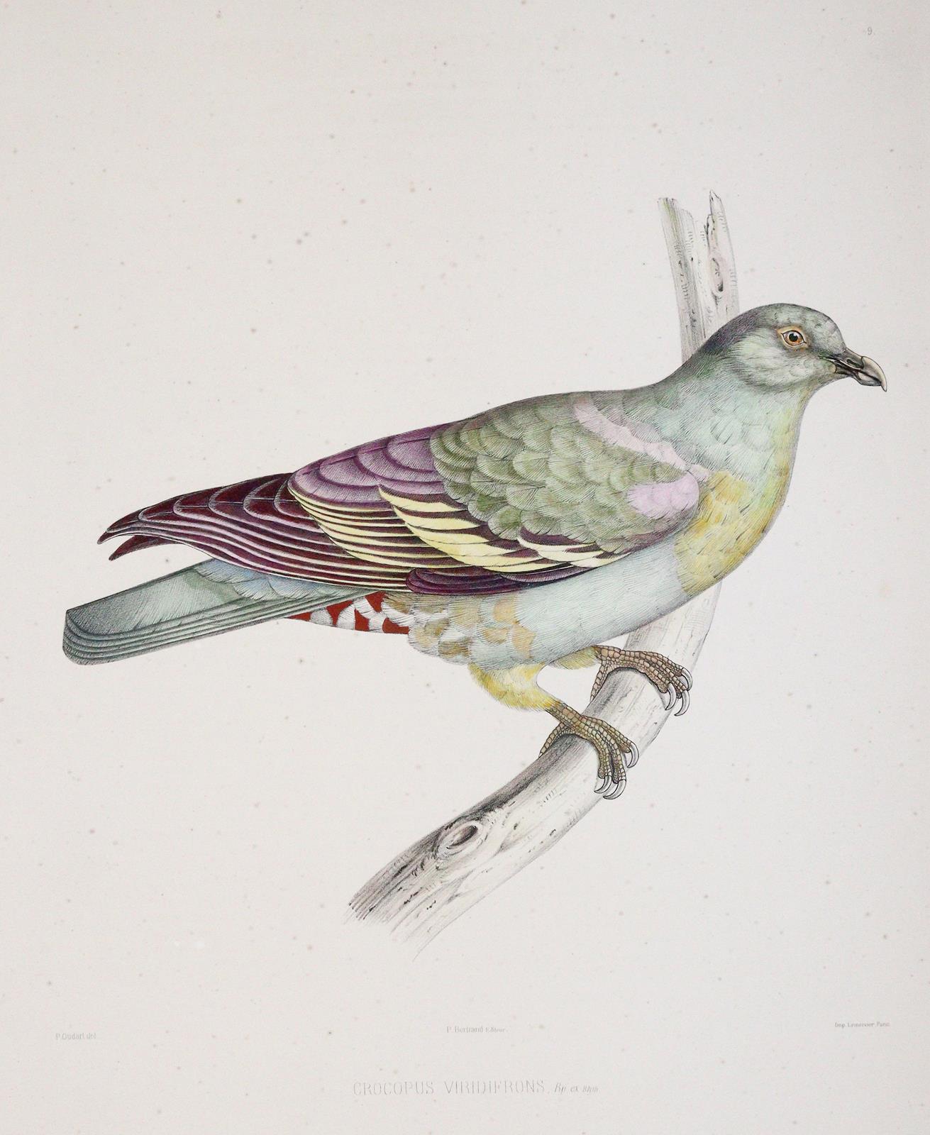 Bonaparte,C.-L. | Bild Nr.4