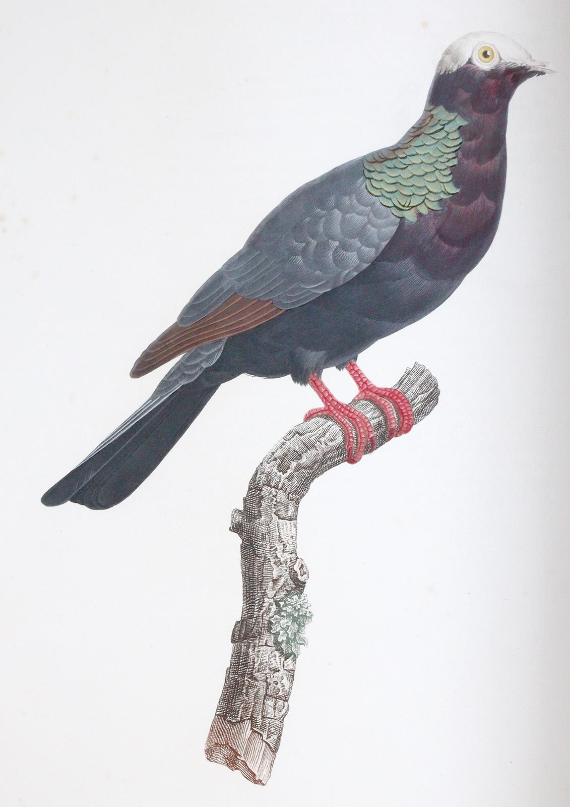 Knip,A.P.J., C.J.Temminck u. F.Prevost. | Bild Nr.8