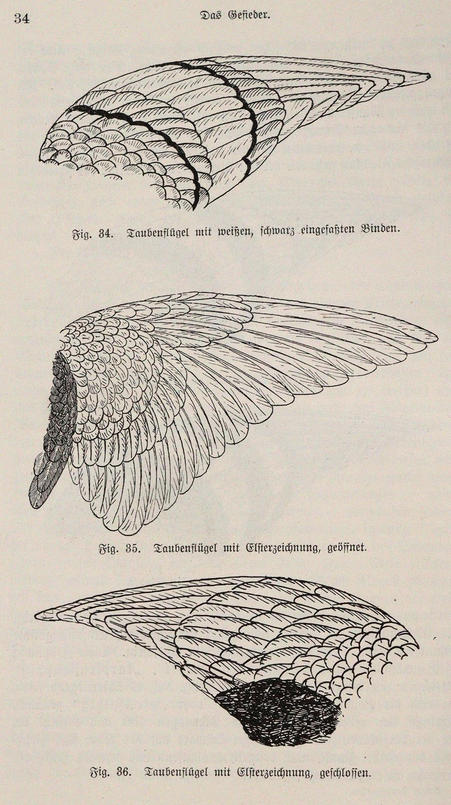 Lavalle,A. u. M.Lietze. | Bild Nr.3
