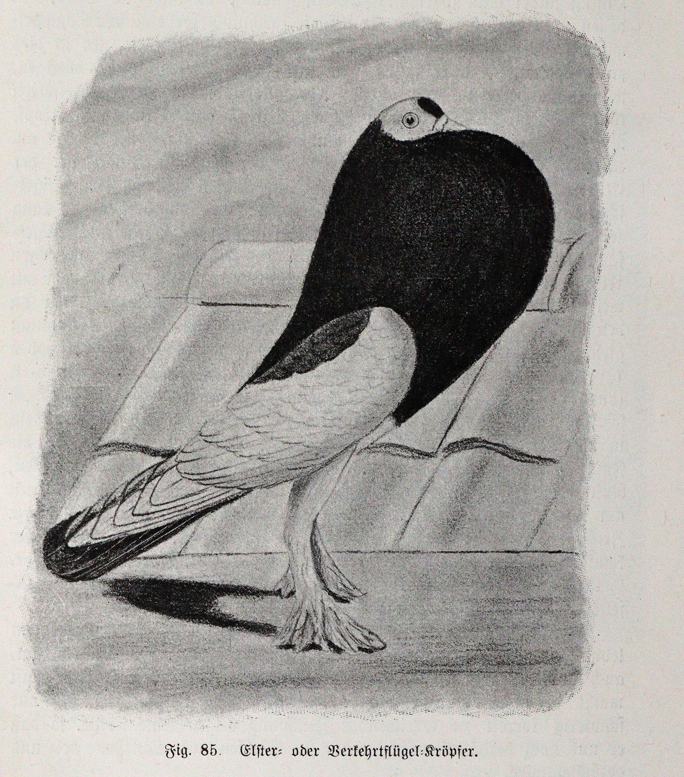 Lavalle,A. u. M.Lietze. | Bild Nr.4