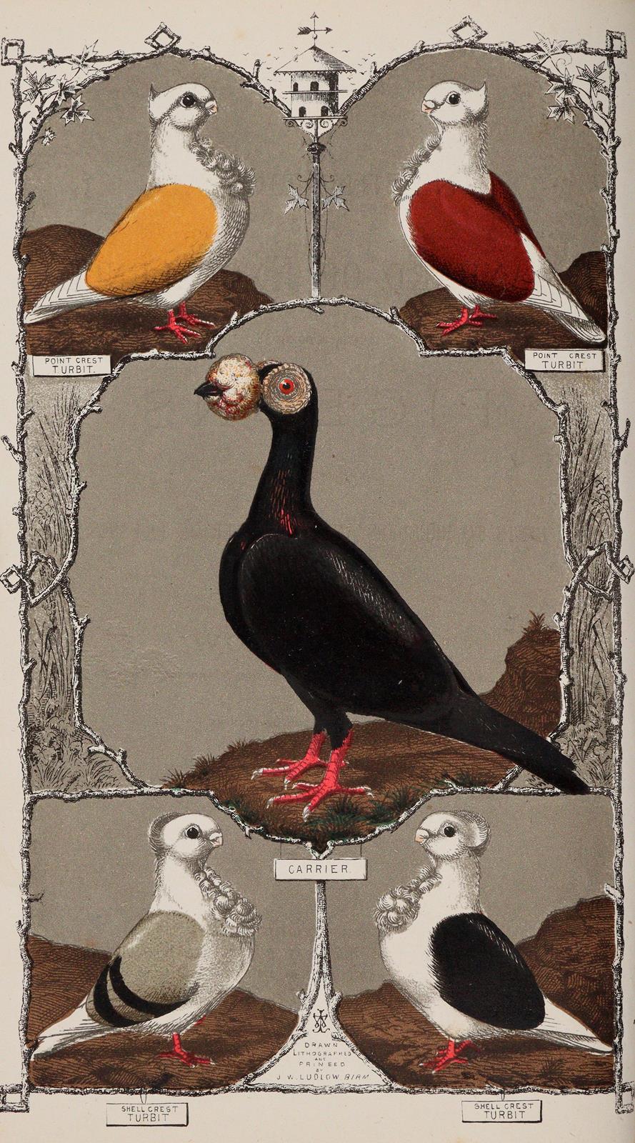 Ludlow,J.W. | Bild Nr.2