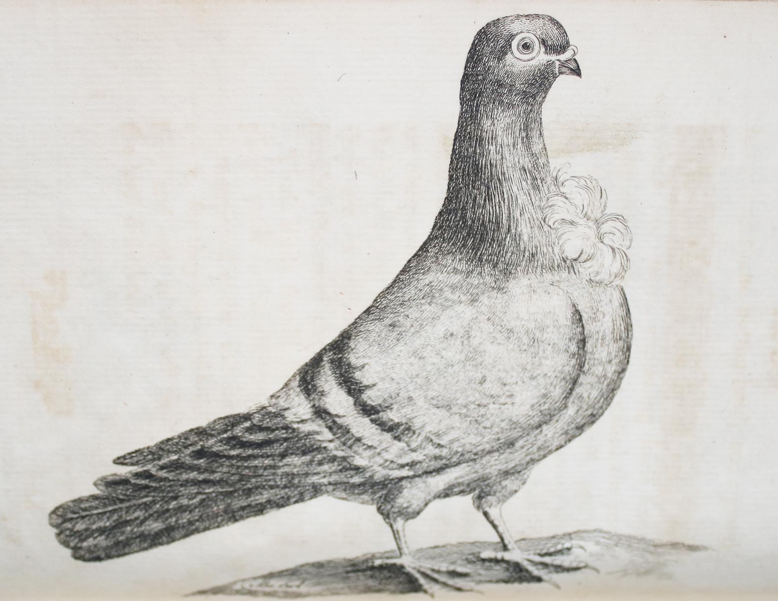 (Moore,J.). | Bild Nr.2