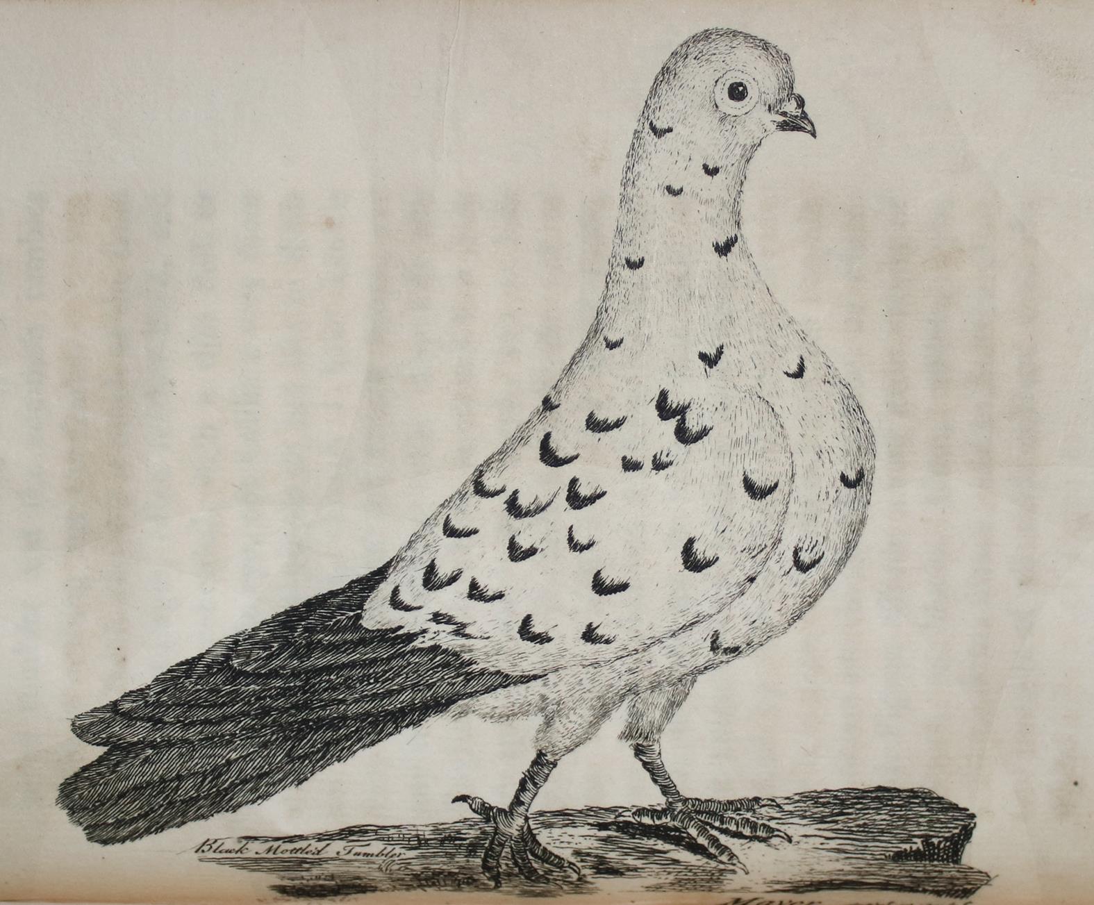 (Moore,J.). | Bild Nr.3