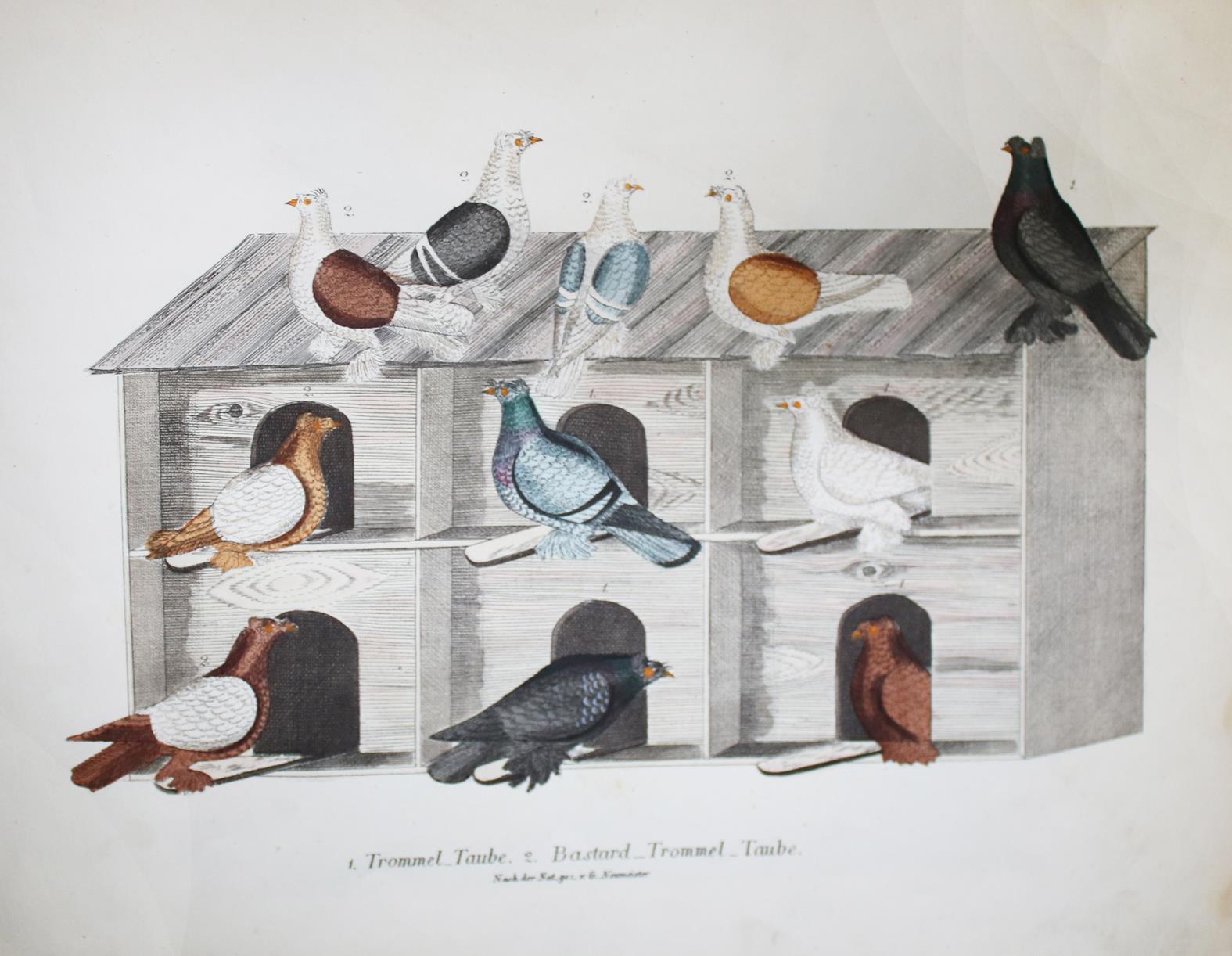 Neumeister,G. | Bild Nr.2