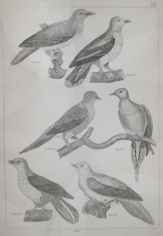 Reichenbach,H.G.L. | Bild Nr.1