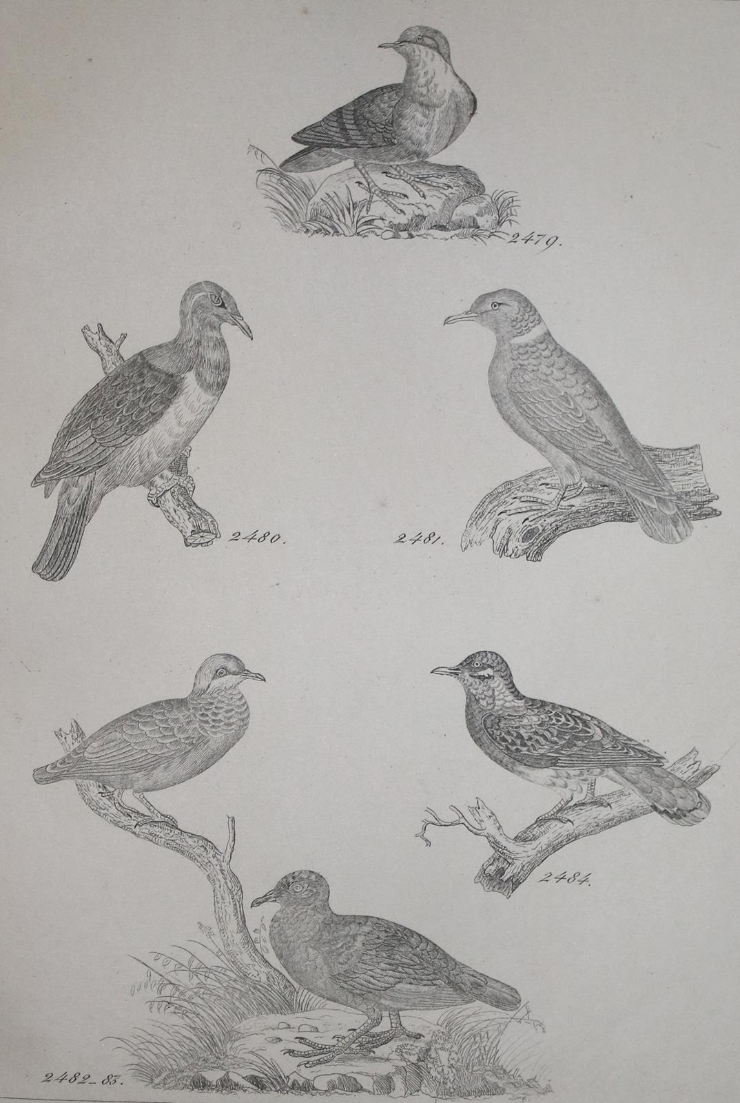 Reichenbach,H.G.L. | Bild Nr.2