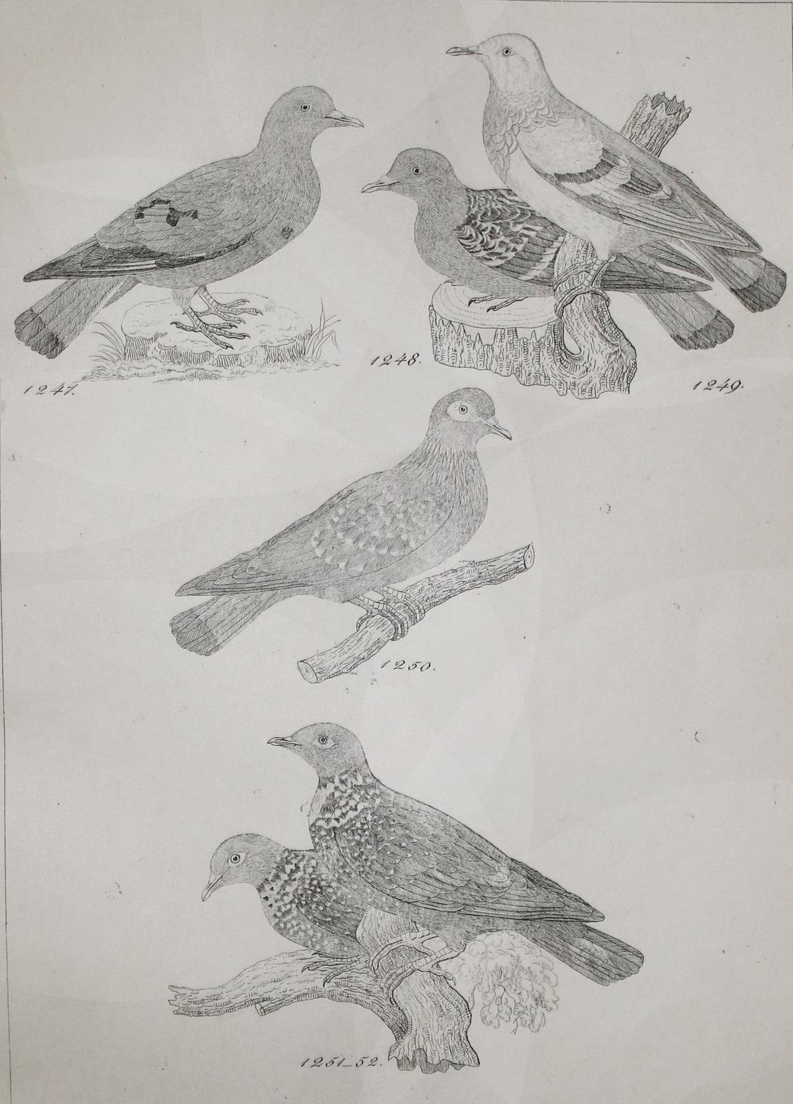 Reichenbach,H.G.L. | Bild Nr.3