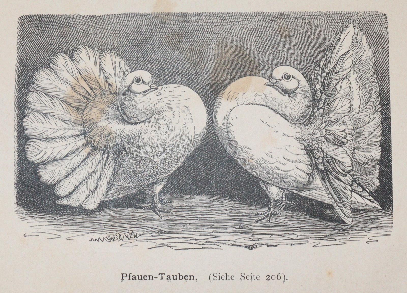 Schmidt,C.G. | Bild Nr.2