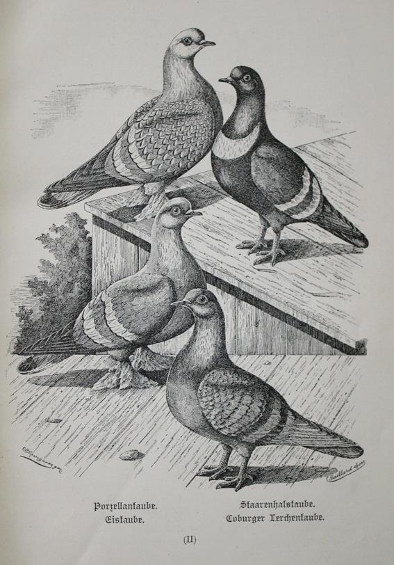 Treitschke,F. | Bild Nr.1