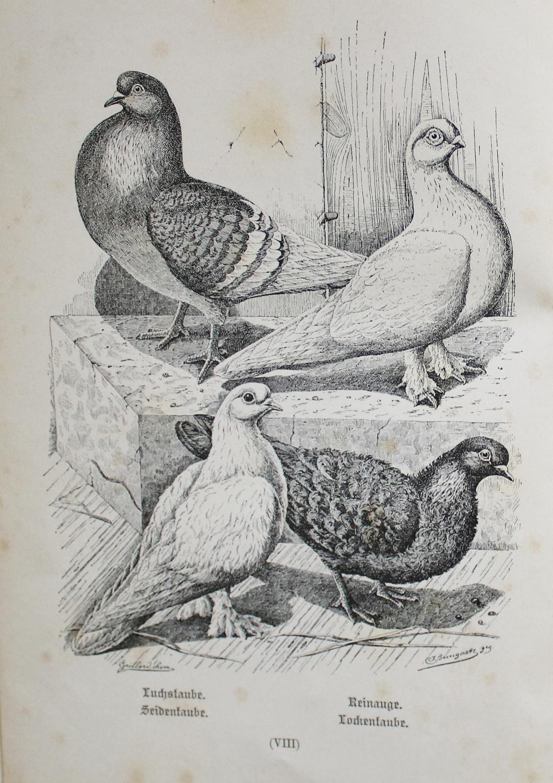 Treitschke,F. | Bild Nr.2