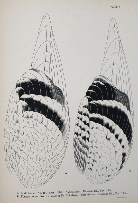 Whithman,Ch.O. | Bild Nr.1