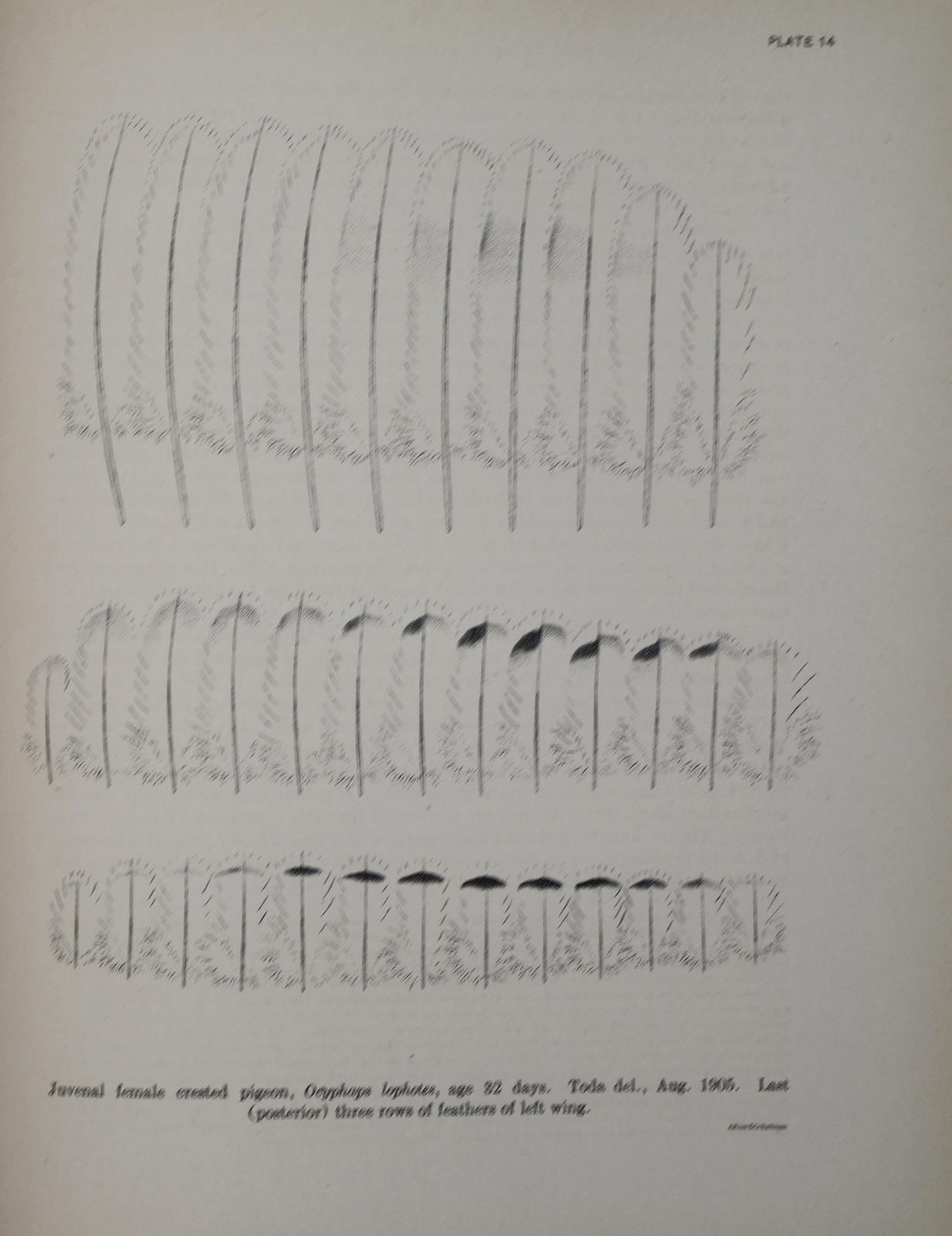 Whithman,Ch.O. | Bild Nr.3