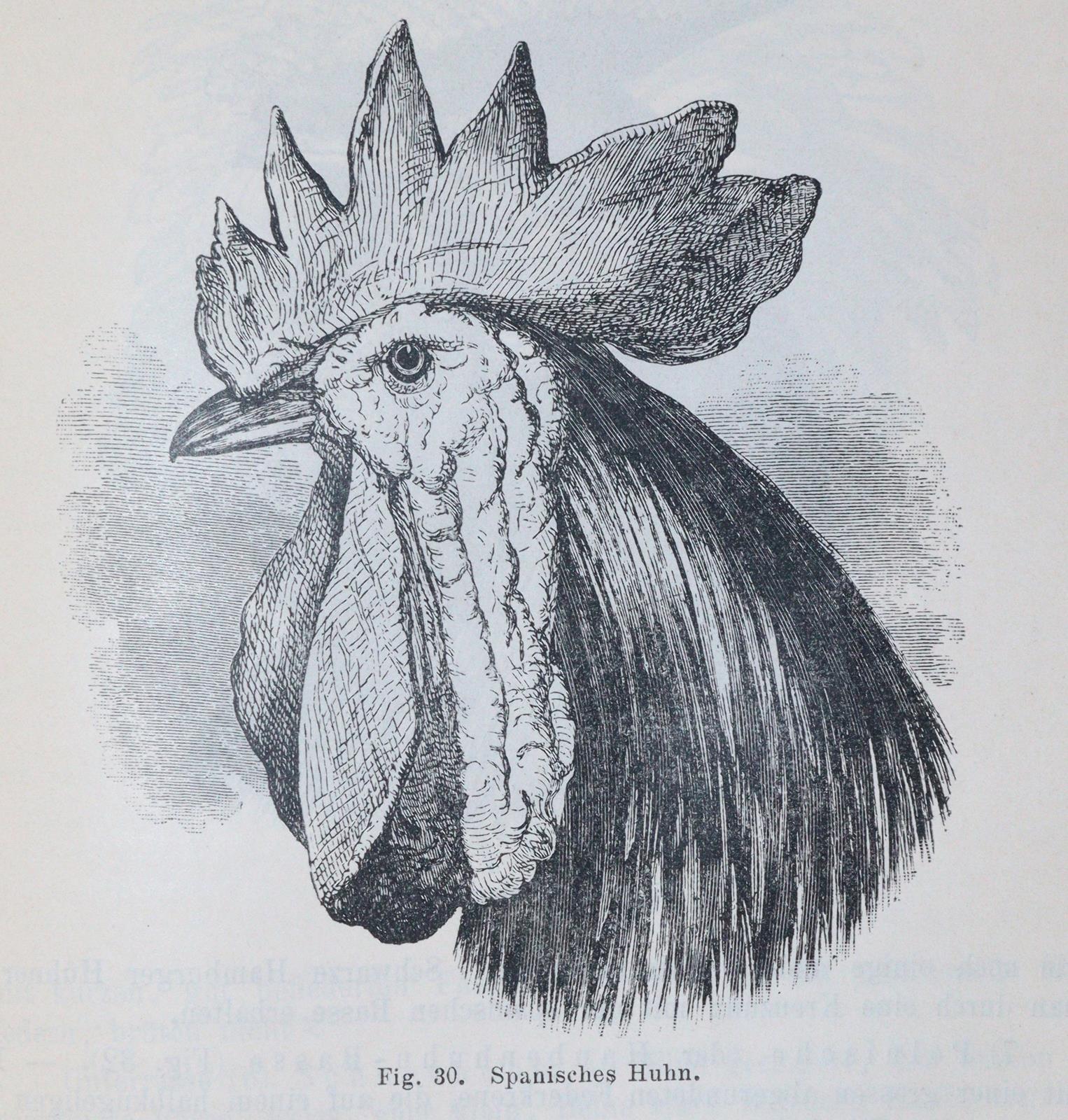 Darwin,C. | Bild Nr.1