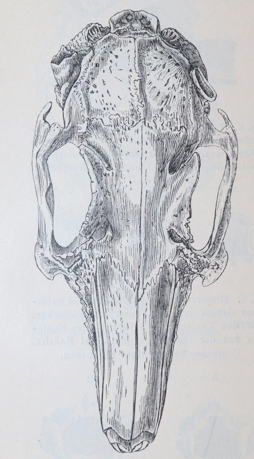 Darwin,C. | Bild Nr.4