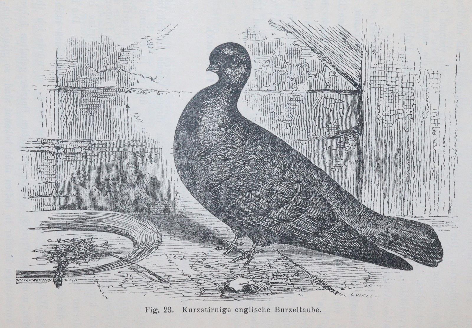 Darwin,C. | Bild Nr.5