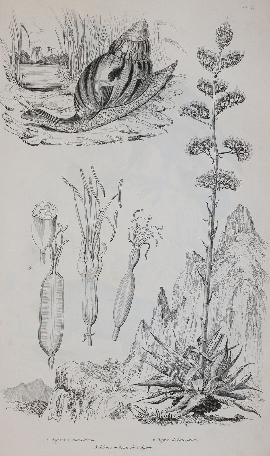 (Guerin,F.E. | Bild Nr.1