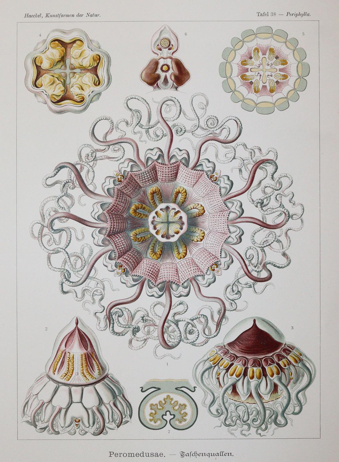 Haeckel,E. | Bild Nr.4