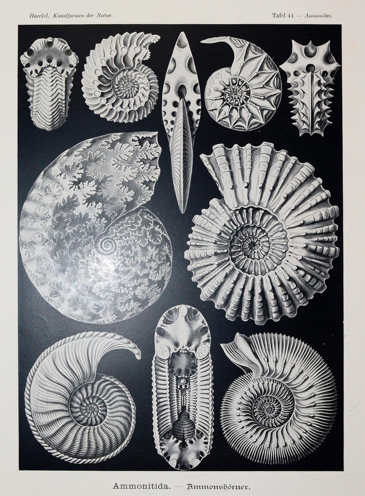 Haeckel,E. | Bild Nr.5