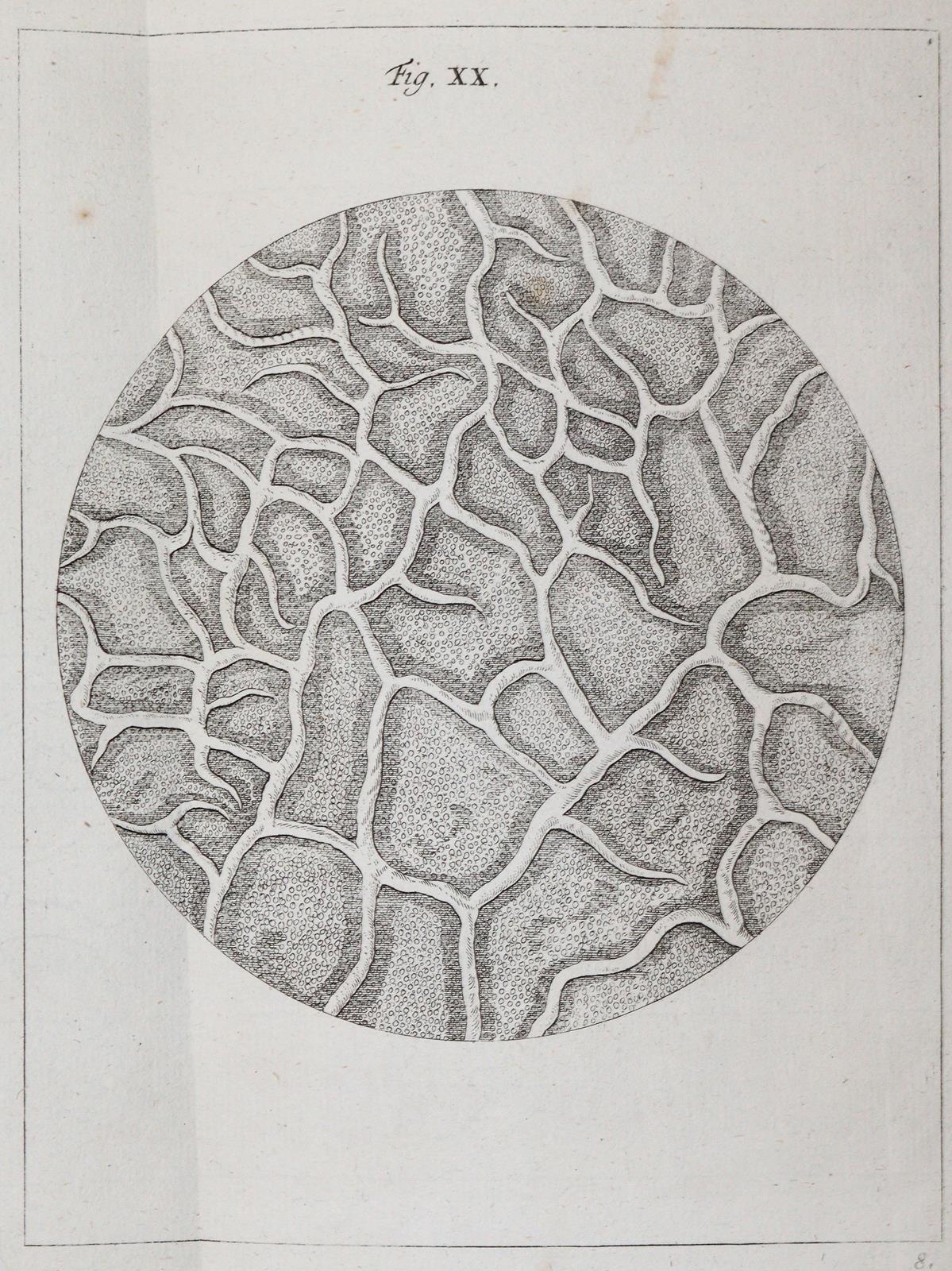 Ledermüller,M.F. | Bild Nr.2