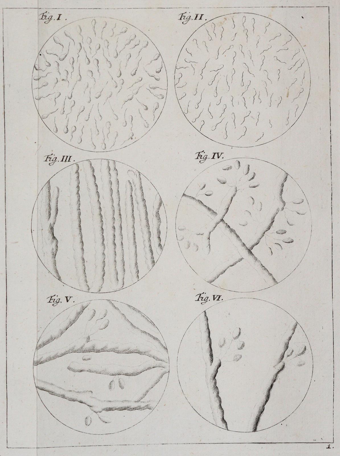 Ledermüller,M.F. | Bild Nr.5