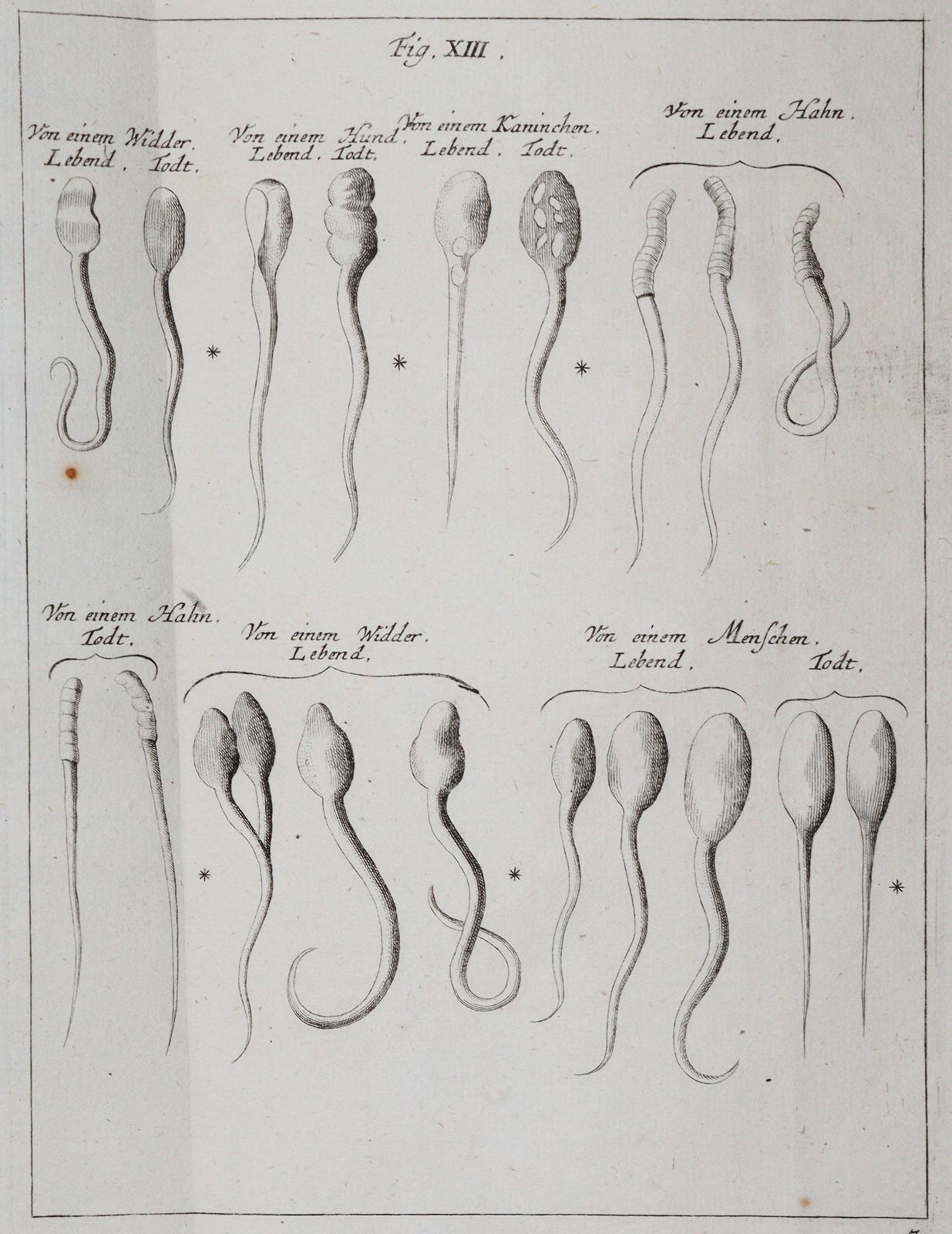 Ledermüller,M.F. | Bild Nr.6