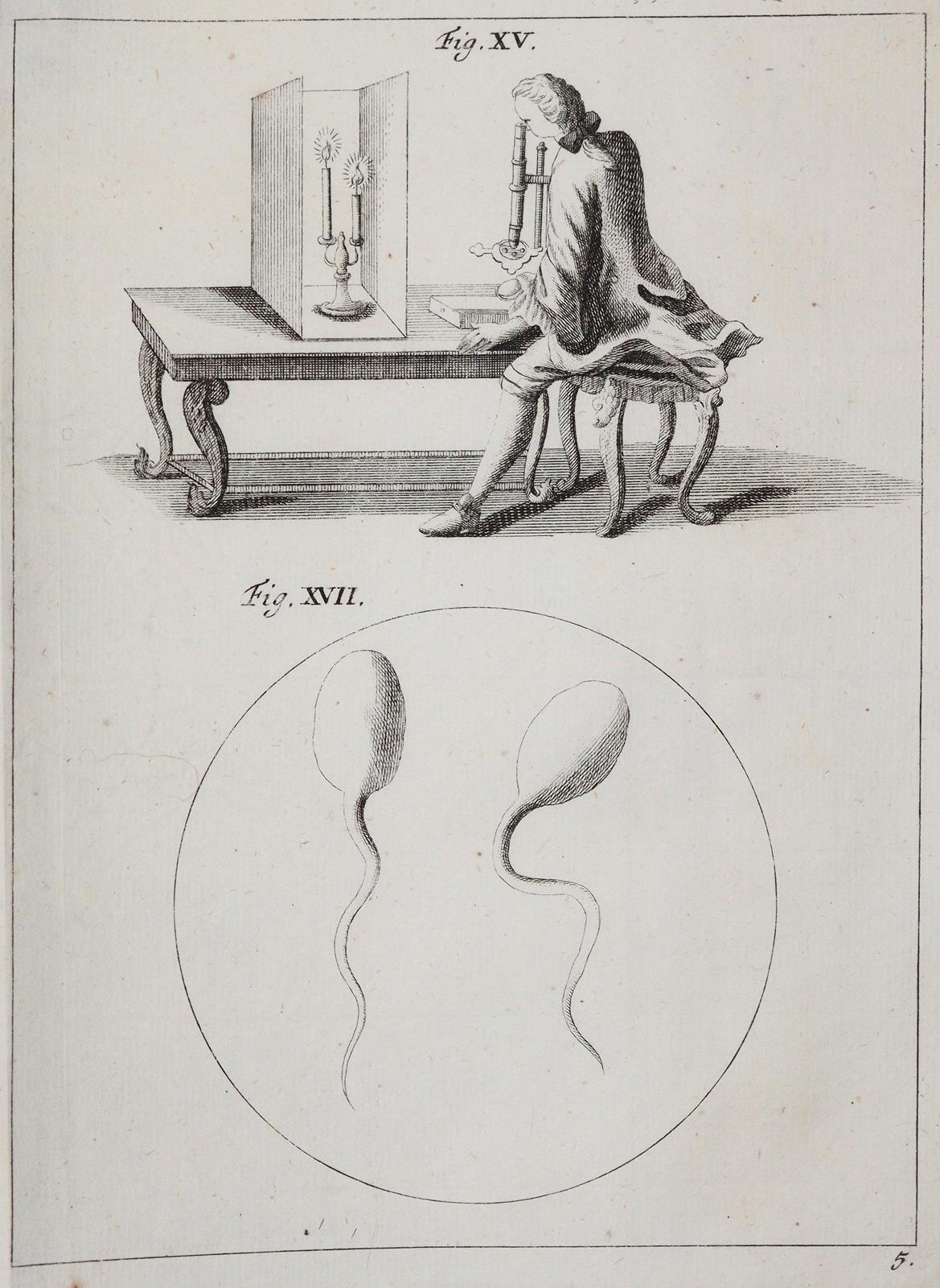 Ledermüller,M.F. | Bild Nr.8